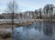Teich im Winter