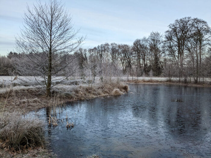 Teich im Winter