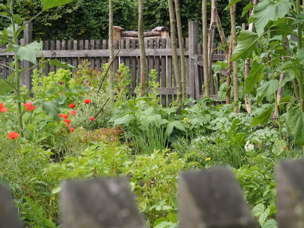 Blick übern Gartenzaun (Heidi Lorey) Ein Blick über den Gartenzaun in den Gemüsegarten.
