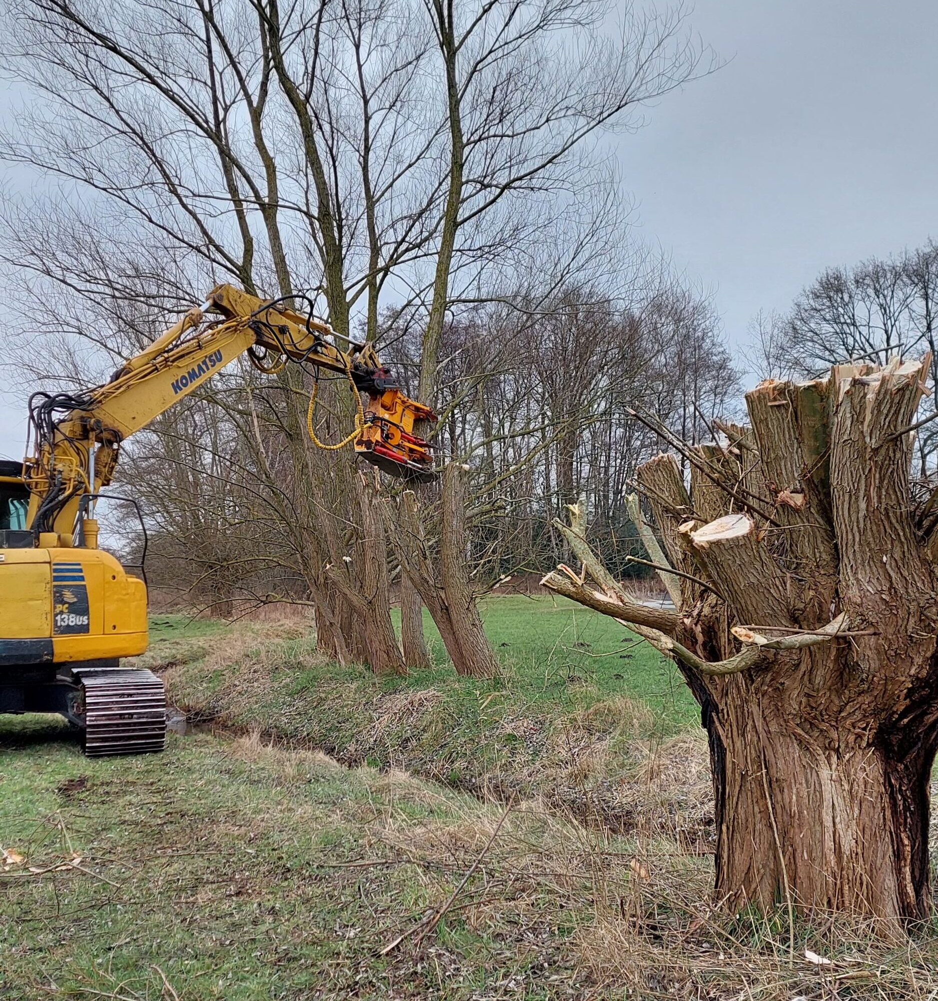Kopfweidenschnitt Kopfweiden werden mit einer großen Maschine geschnitten