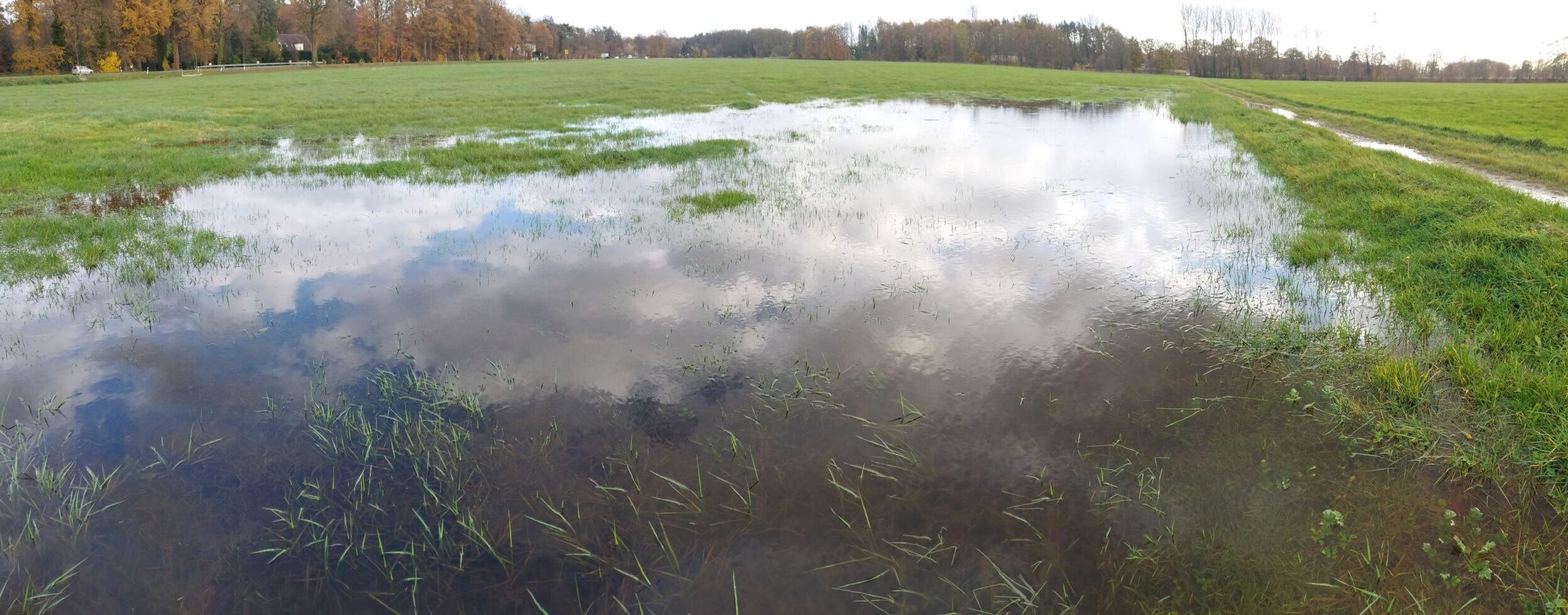 Feuchtwiese Wiese auf der eine große Wasserfläche steht