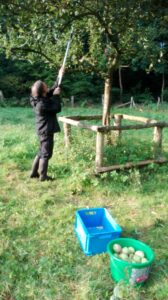 Obsternte Ein Mensch erntet mit einem Apfelernter Ost aus einem Baum