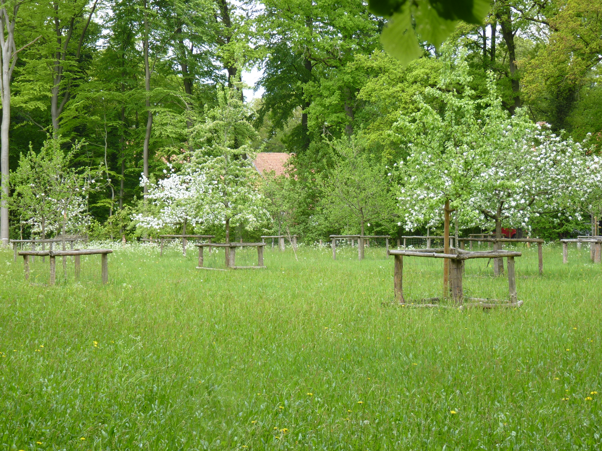 Obstwiese Ramsbrock Auf einer Wiese stehen mehrere weiß blühende Obstbäume