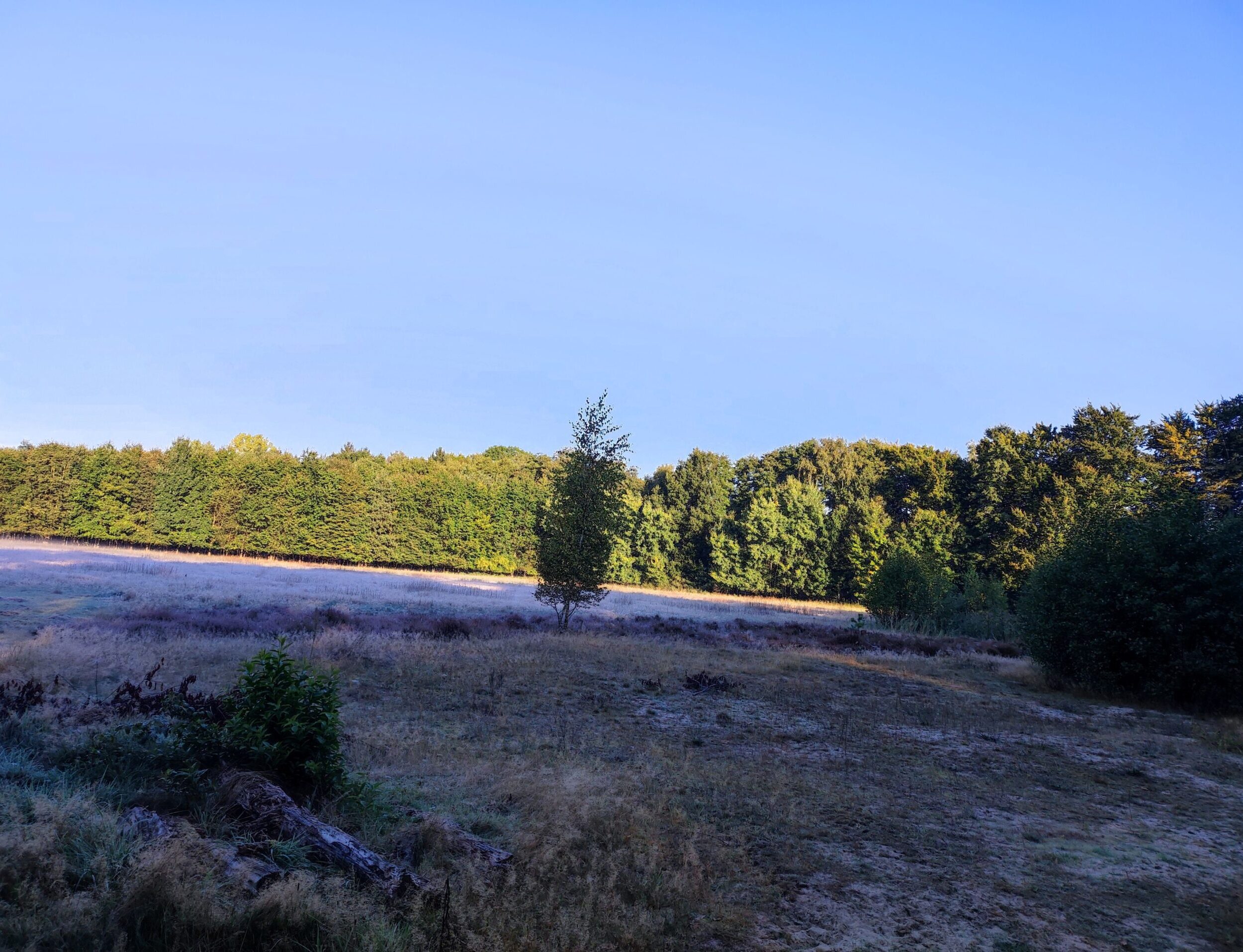 Offensandfläche & Heide Am Sennecamp Blick auf auf eine Offensandfläche am Sennecamp mit hinterliegender Heide. Alles ist mit leichtem Rauhreif überzogen