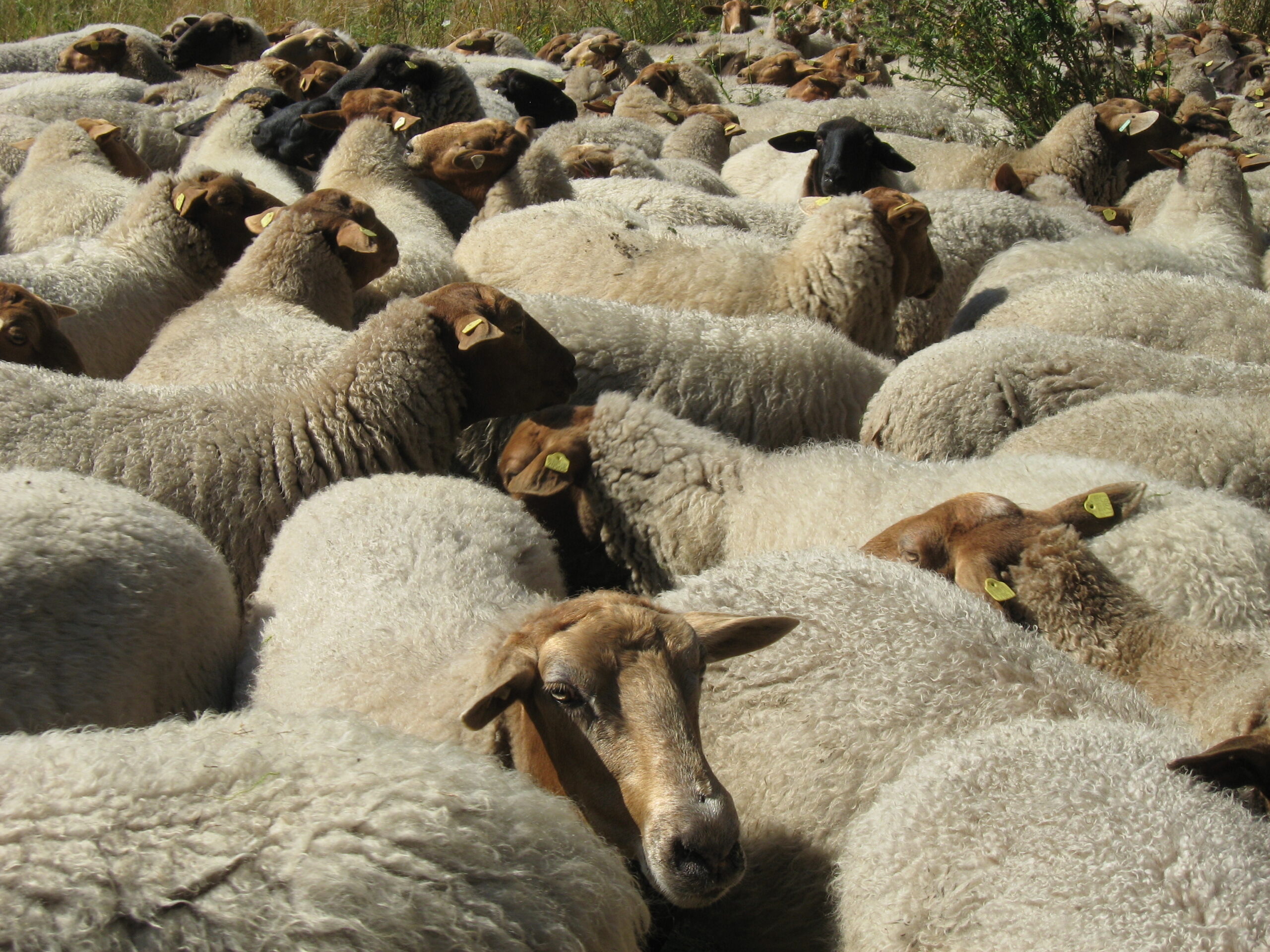 Schafe Im Markengrund