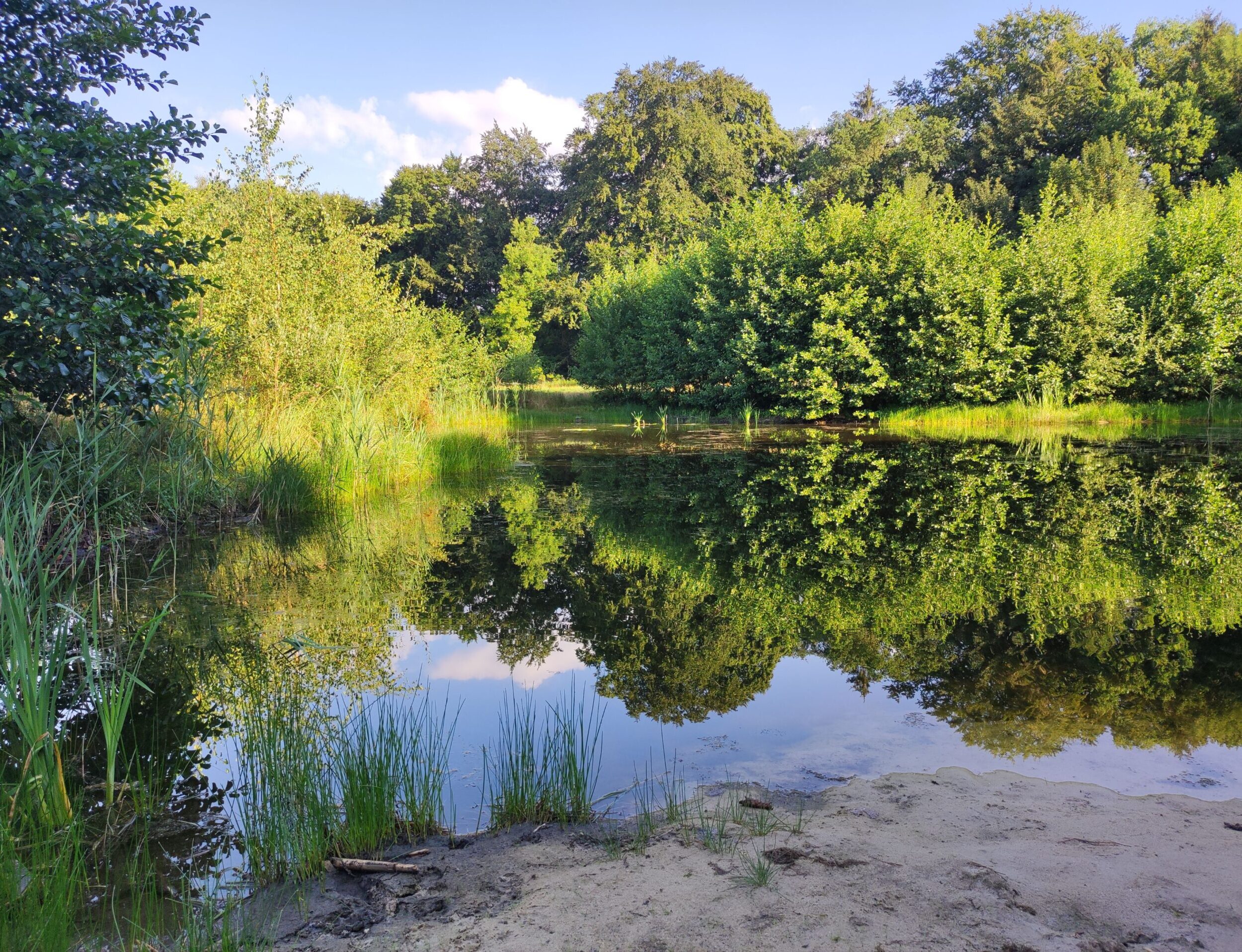 Teich Im Sennecamp Blick auf den Teich im Sennecamp. Das Wasser spiegelt die Baumlinie am Horizont. Vorne ist ein kleiner Sandstrand